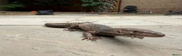 Monitor reptiles for sale: Varanus Tristis Tristis ( Black Headed Monitor ) - Advert 2