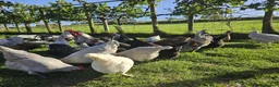 Chickens poultry for sale: POL Olive eggers, Lavender marans other large fowl - Advert 12