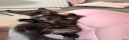 Domestic Shorthair cats for sale: Tortie cat, & and ginger  - Advert 7