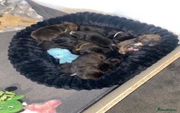 Staffordshire Bull Terrier dogs for sale: Beautiful tri and brindle staffy pups - Image 15