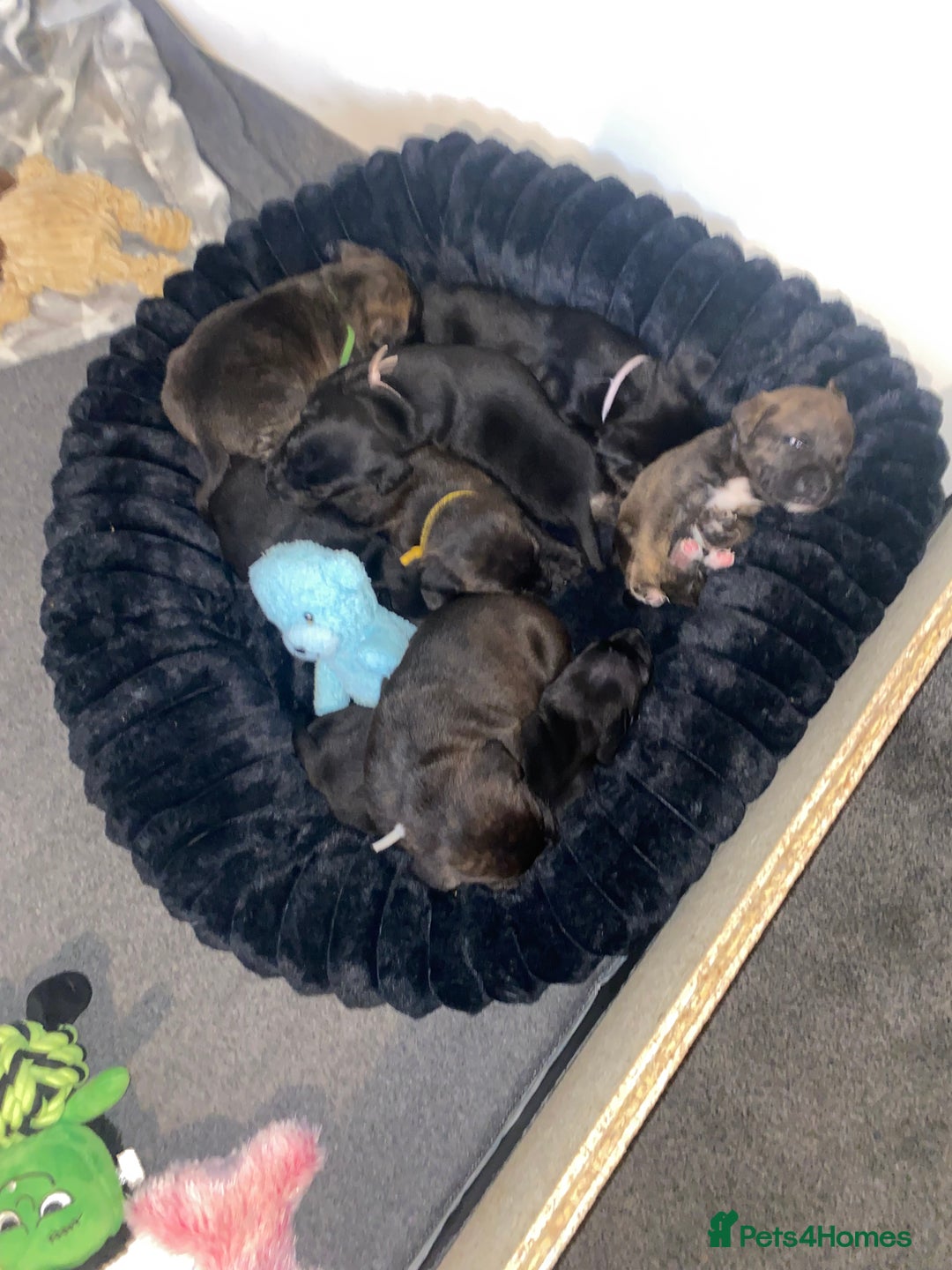 Staffordshire Bull Terrier dogs for sale: Beautiful tri and brindle staffy pups - Image 15