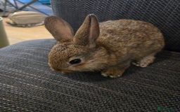 Rex rabbits for sale: 5 week old baby bunnies  - Advert 1