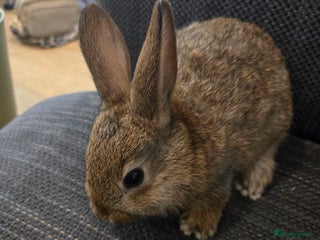 Rex rabbits 5 week old baby bunnies - Advert 4