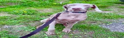 Weimaraner dogs for sale: Loving Boy Needs Calm & Reassuring Forever Home  - Advert 1