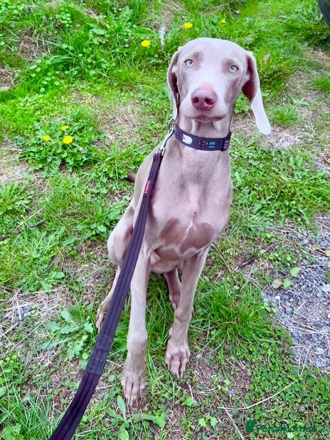 Weimaraner dogs for sale: Loving Boy Needs Calm & Reassuring Forever Home  - Advert 1