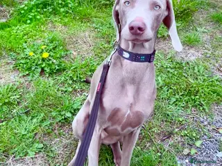Weimaraner dogs Loving Boy Needs Calm & Reassuring Forever Home - Advert 1