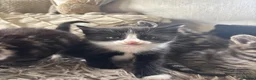 Mixed Breed cats for sale: Gorgeous kittens - Advert 3