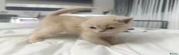 British Shorthair cats for sale: ⭐️ 6 BRITISH CREAM SHORTHAIR ⭐️ - Advert 11
