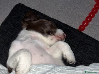 Cocker Spaniel dogs Cocker spaniel pup - Advert 1