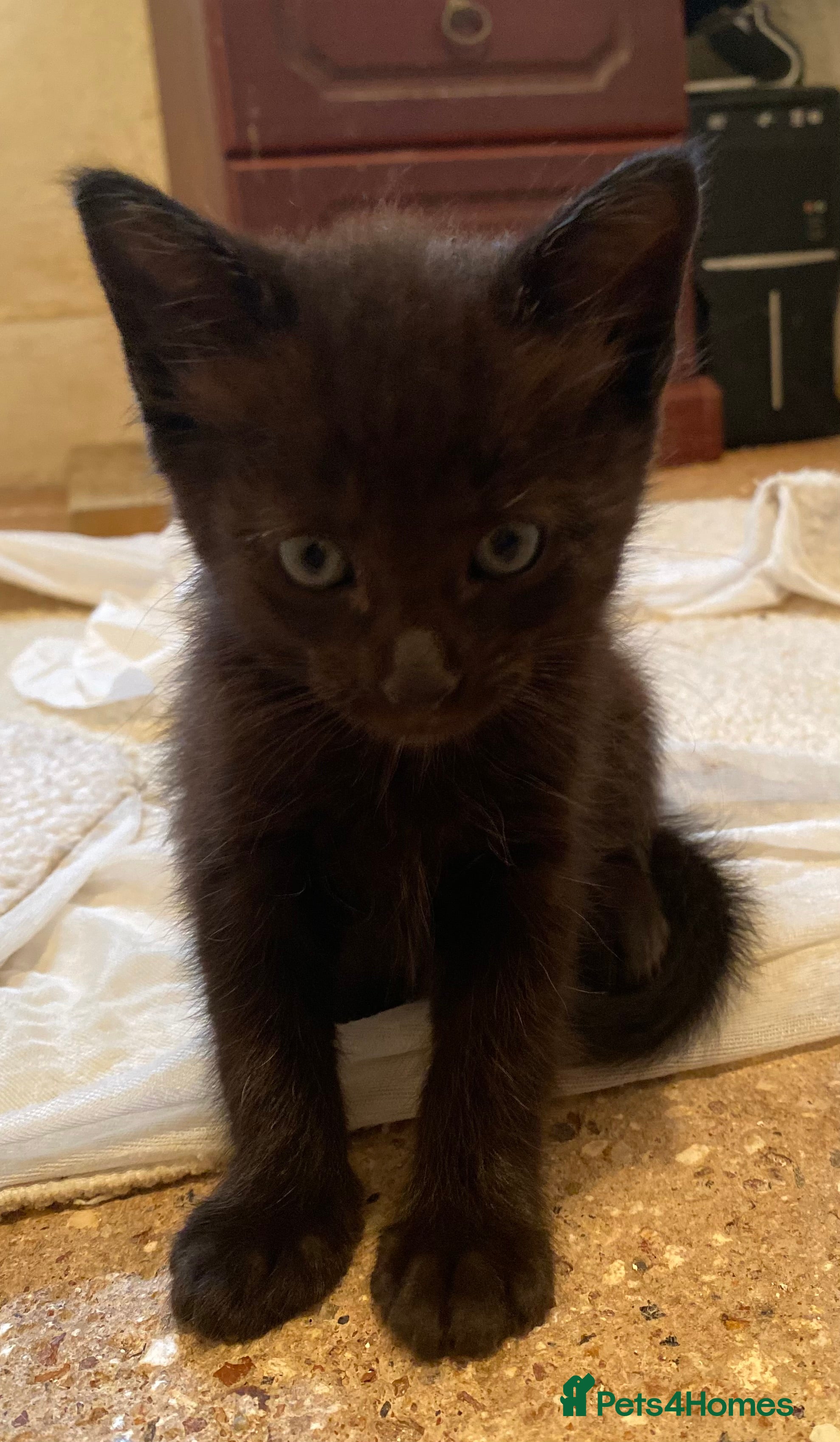 Mixed Breed cats Stunning part Siamese kittens ready - Advert 2