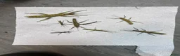 Stick Insects invertebrates for sale: Eurycantha calcarata  in Stockport - Advert 4