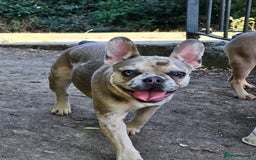 French Bulldog dogs for sale: Male & female frenchie for sale 8 months old - Image 3