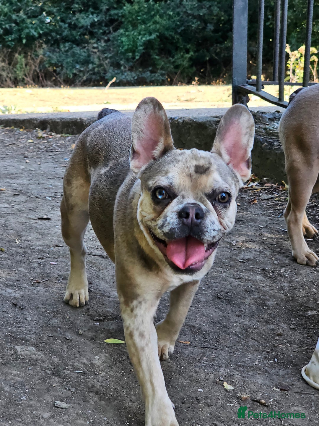 French Bulldog dogs for sale: Male & female frenchie for sale 8 months old - Image 3