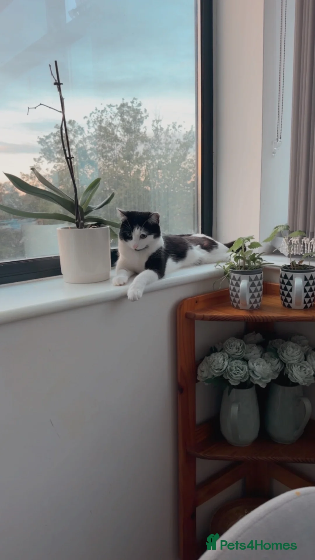British Shorthair cats for sale: British short hair  in Manchester - Advert 4