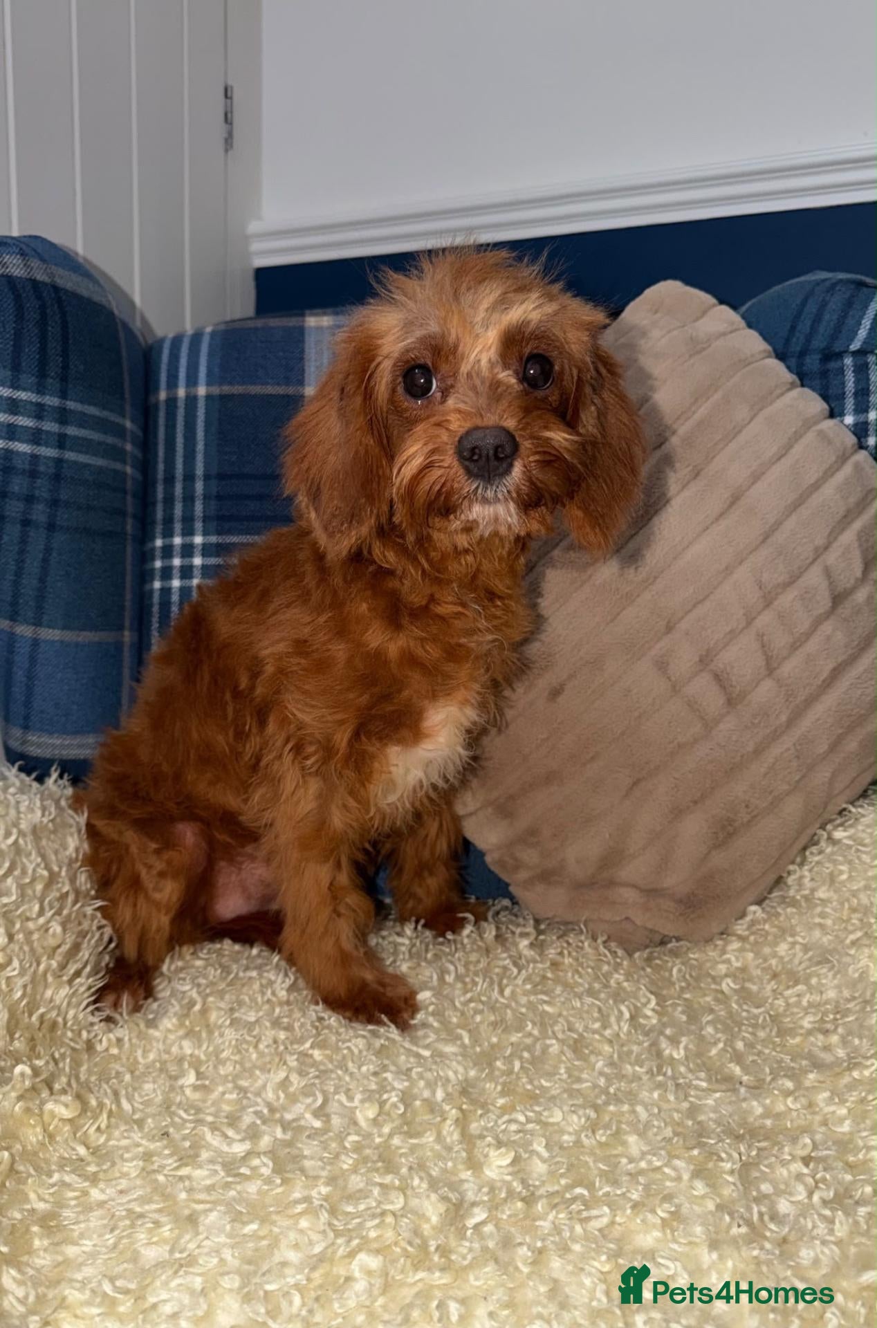 Cavapoo dogs for sale: 💖Stunning Cavapoo Puppies READY NOW💖 - Advert 1