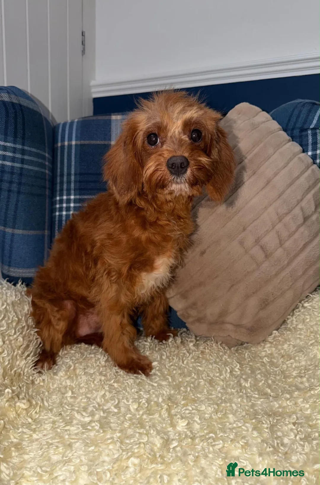 Cavapoo dogs for sale: 💖Stunning Cavapoo Puppies READY NOW💖 - Advert 1