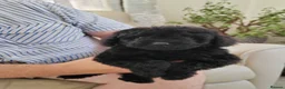 Cavapoo dogs for sale: ADORABLE DNA TESTED TOY CAVAPOO PUPPY'S  - Advert 15