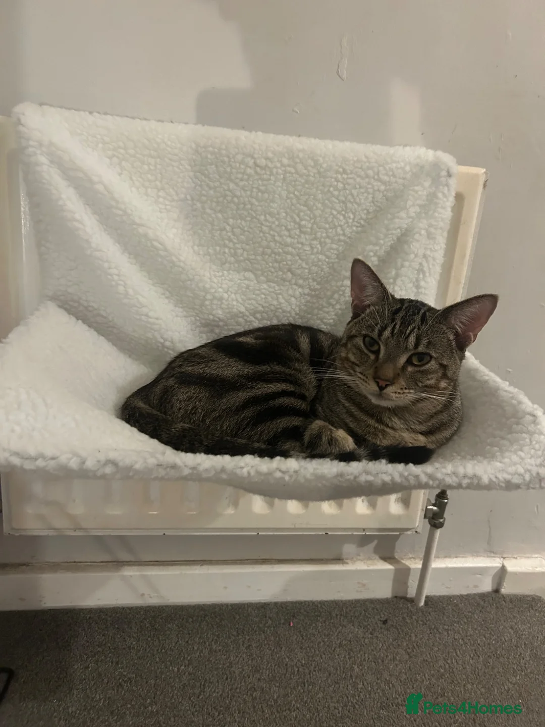 Bengal cats for sale: NEEDS REHOMING - Advert 2