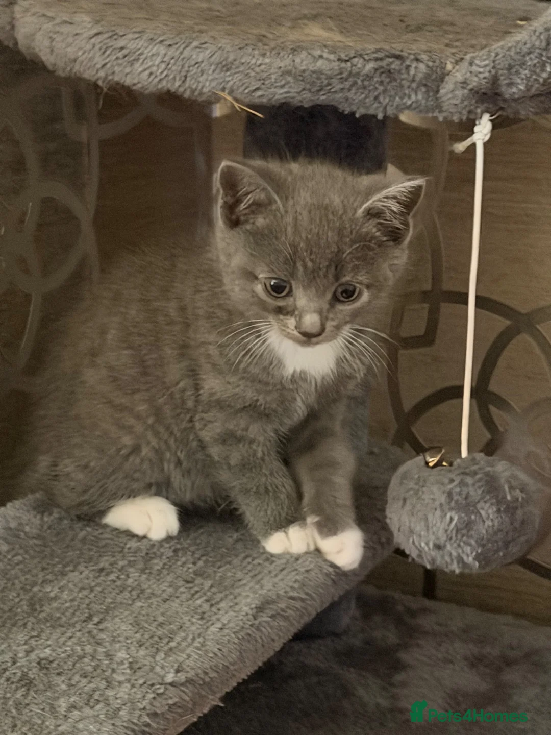 British Shorthair cats for sale: Beautiful British shorthair cross kittens in Llanelli - Advert 8