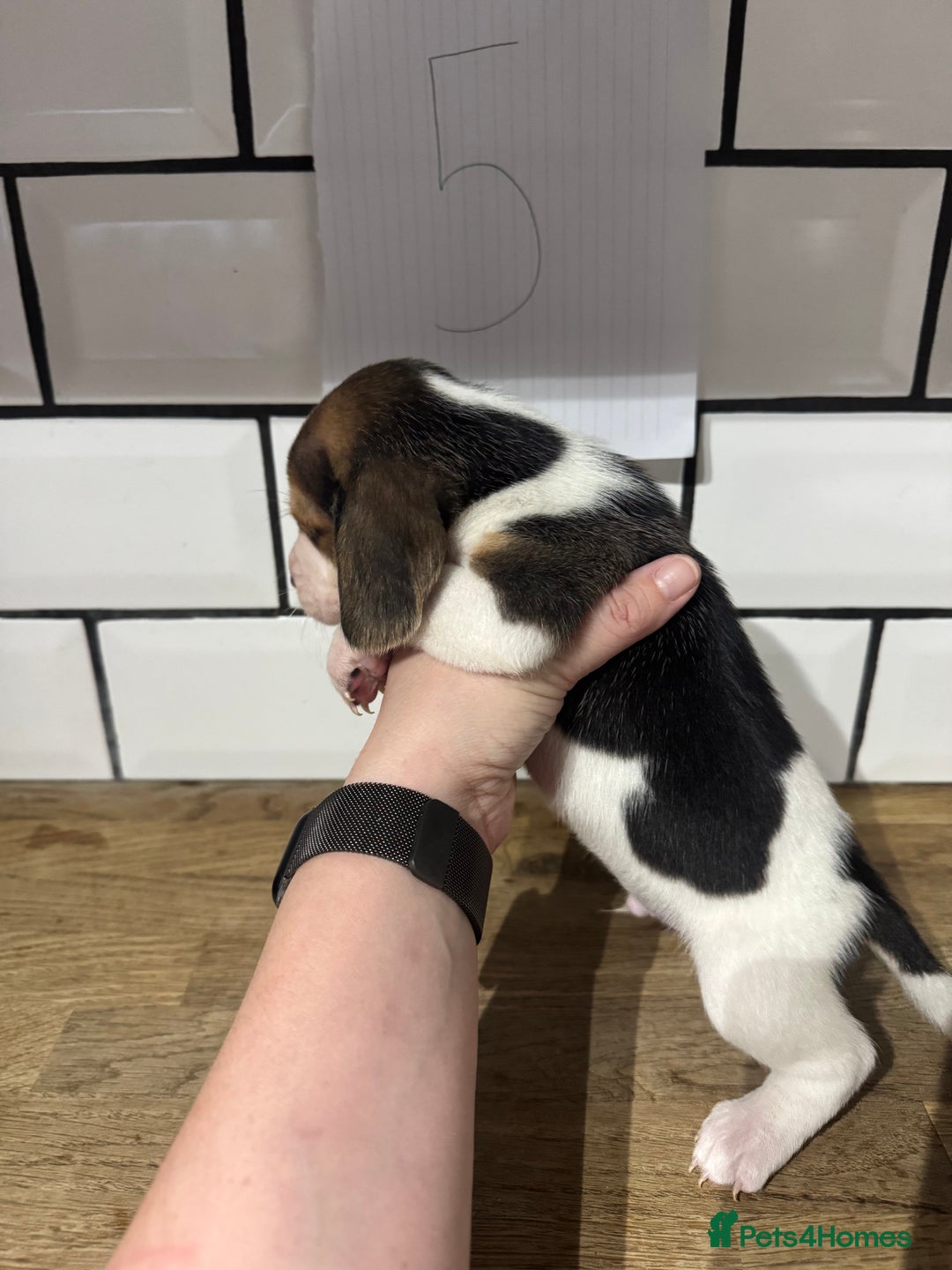 Beagle dogs for sale: Beautiful beagle puppies  - Advert 23