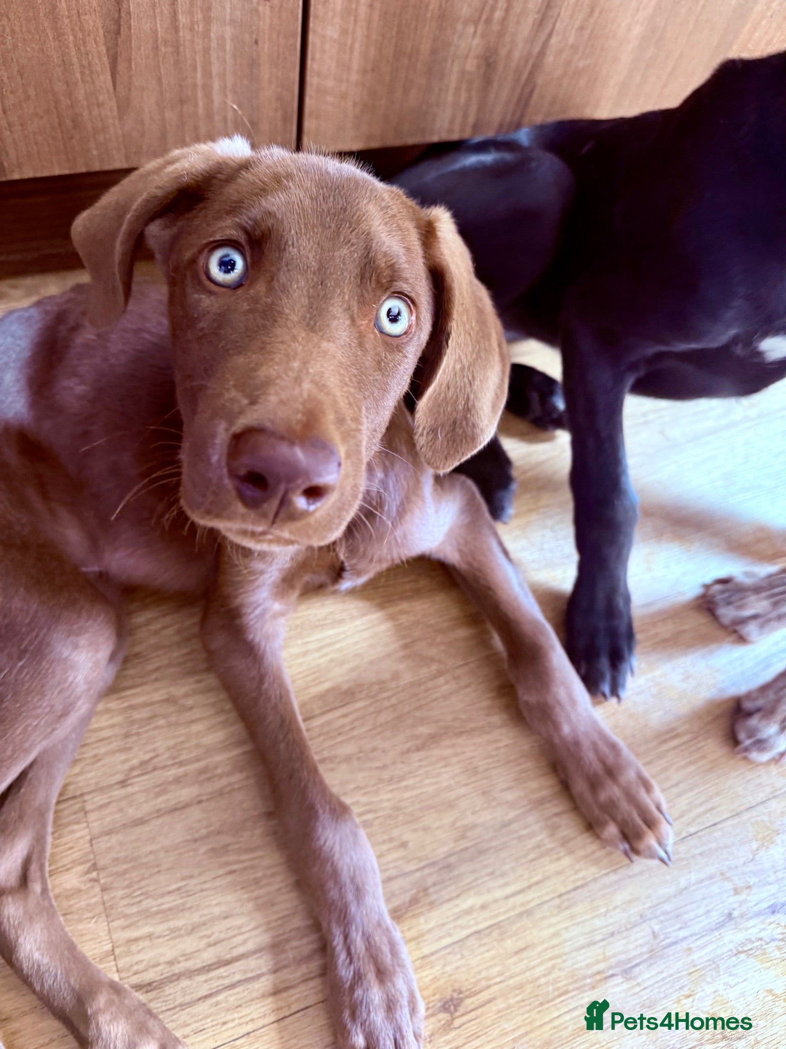 Mixed Breed dogs 💙LAST BOY WAITING FOR 🏡  - Advert 1