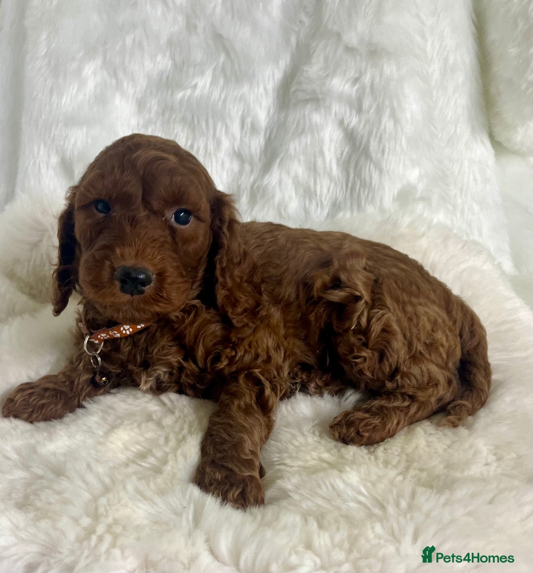 Mini Goldendoodle dogs for sale: Top Quality Miniature Goldendoodle puppies - Advert 10