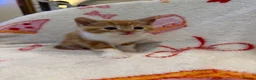 Domestic Shorthair cats for sale: 2 Beautiful Kittens Looking For Forever Home - Advert 9