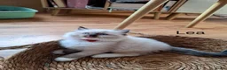 Ragdoll cats for sale: Purebread Ragdoll Kittens  in Normanton - Advert 13