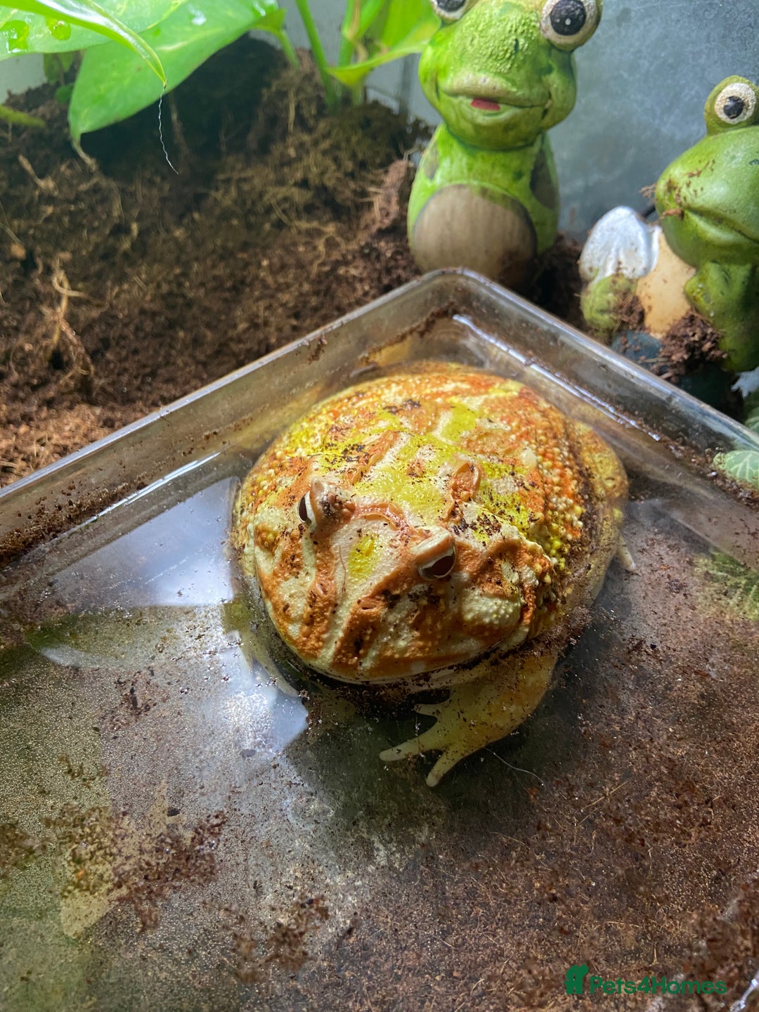 Frog reptiles for sale: Female Pac-Man frog - Image 8
