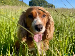 Cocker Spaniel dogs Gorgeous puppies - Advert 5