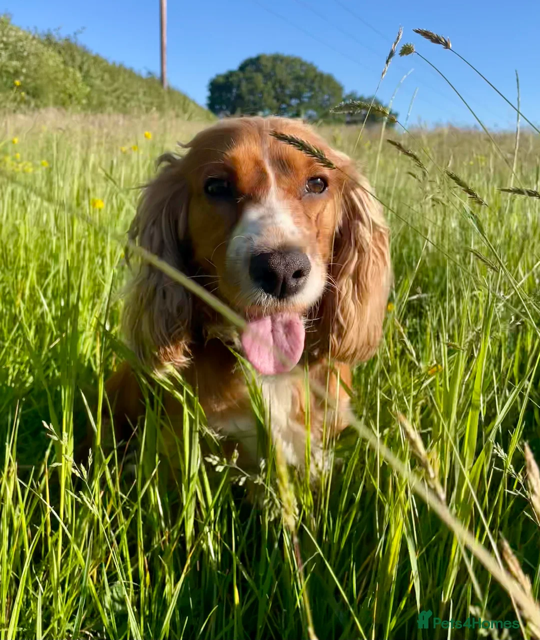 Cocker Spaniel dogs for sale: Gorgeous pair of pups remaining  - Advert 3
