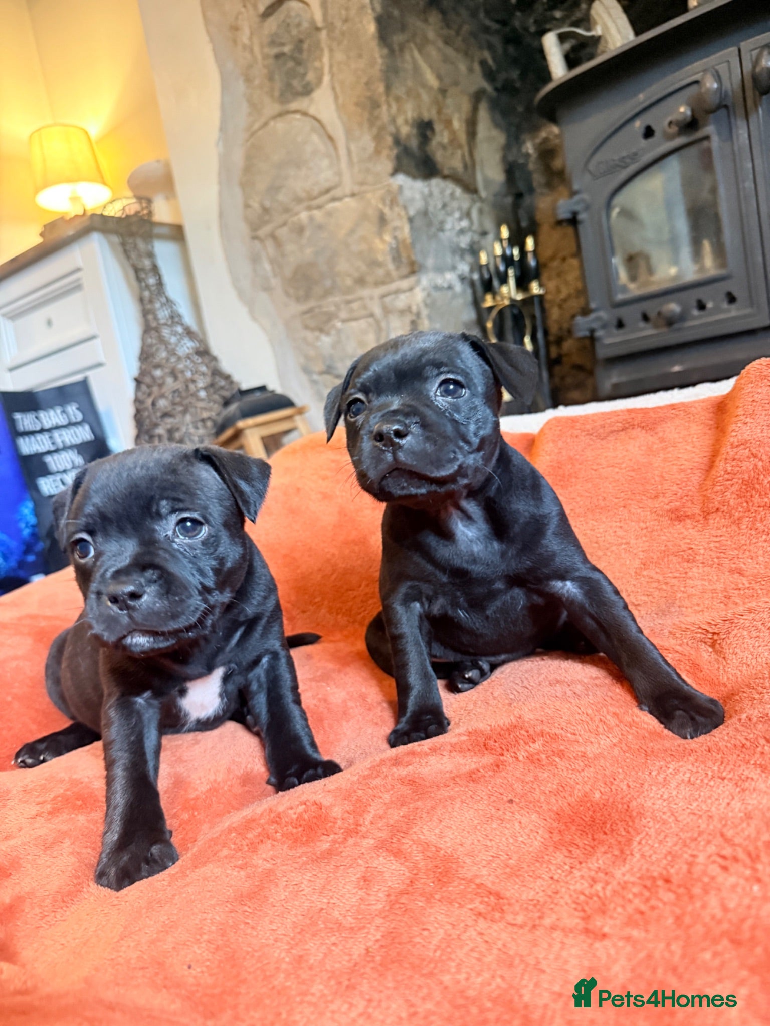 Staffordshire Bull Terrier dogs Staffordshire bull terrier puppy’s  - Advert 11