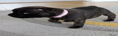 Staffordshire Bull Terrier 4
