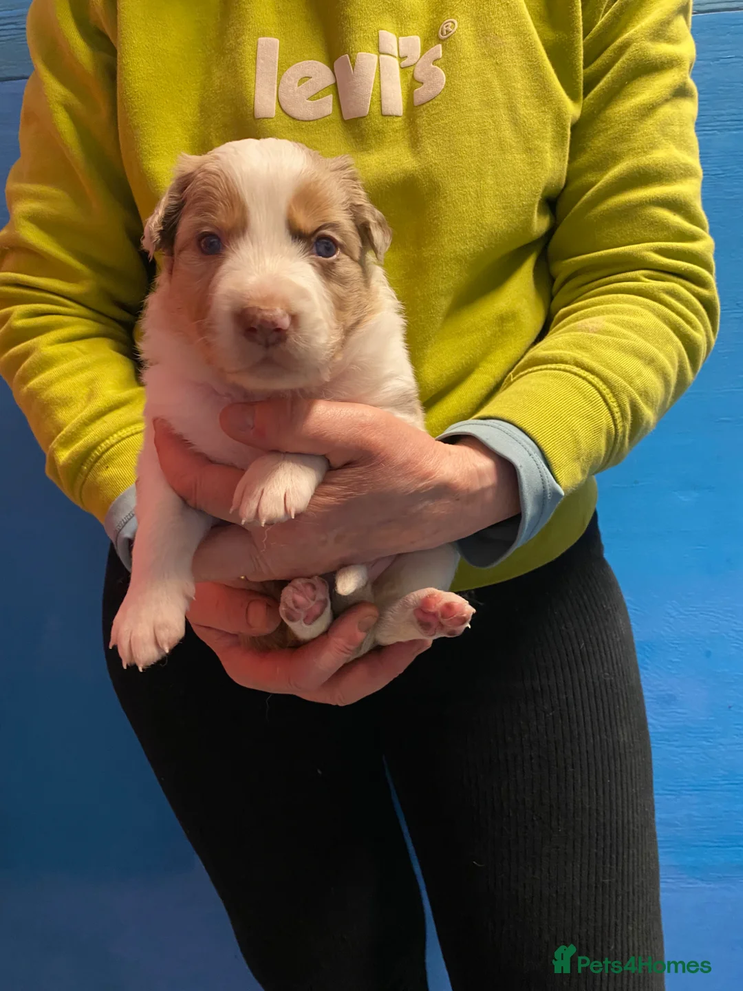 Border Collie dogs for sale: Pure border collie puppies - Advert 2