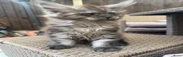 Maine Coon cats for sale: Ready now ⭐️ Maincoon Tica kittens - Advert 11