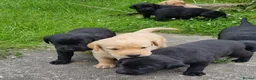 Labrador Retriever dogs for sale: Well bred KC registered lab pups - Advert 11