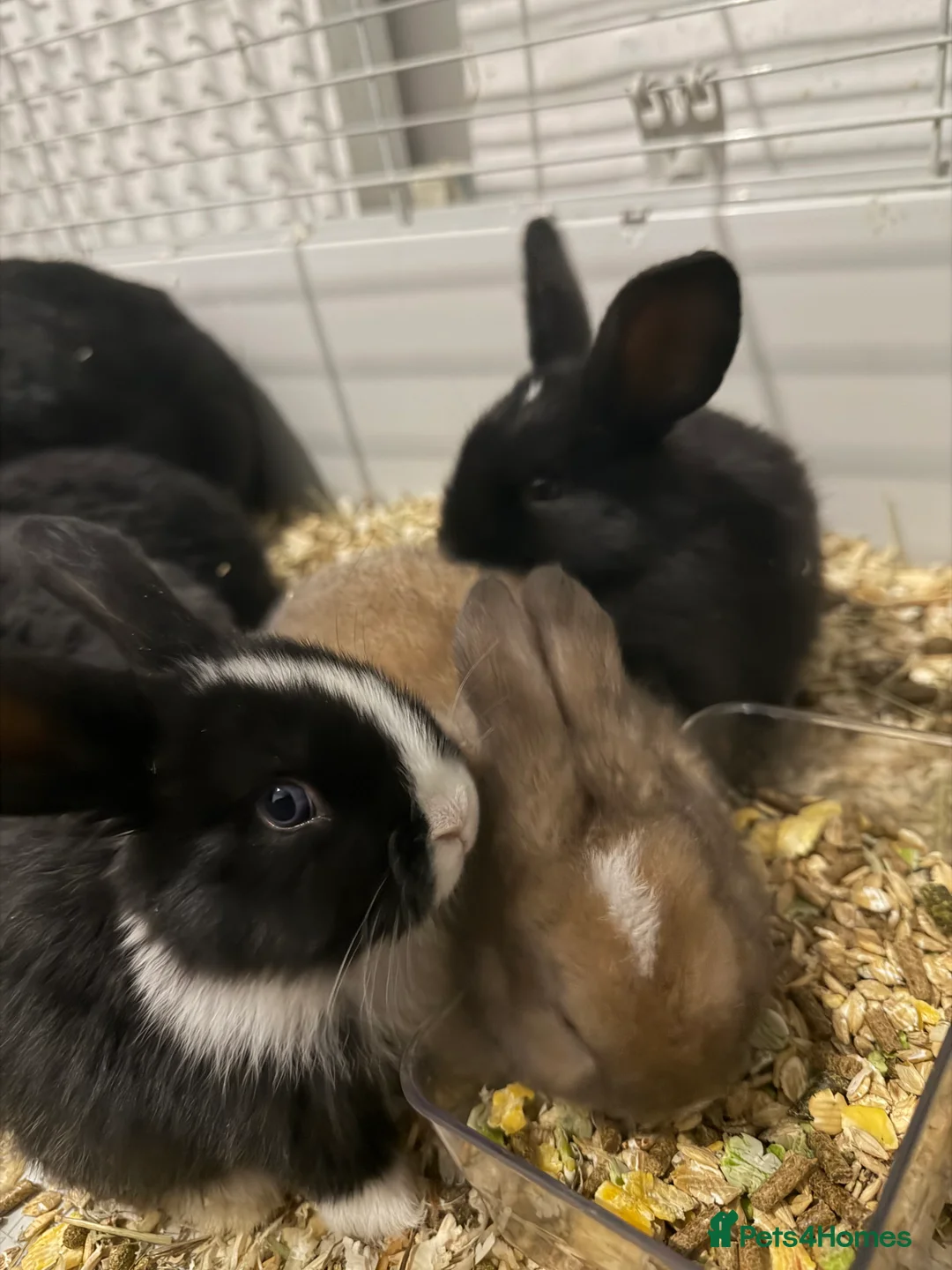 English Lop rabbits for sale: Lop rabbits for sale  - Advert 7