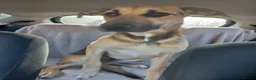German Shepherd dogs for adoption: Maya – Young German Shepherd x Labrador Cross - Advert 16
