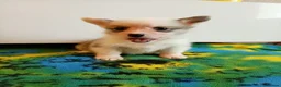 Welsh Corgi Pembroke dogs for sale:   Beautiful corgi babies 🐶 in Barnsley - Advert 9