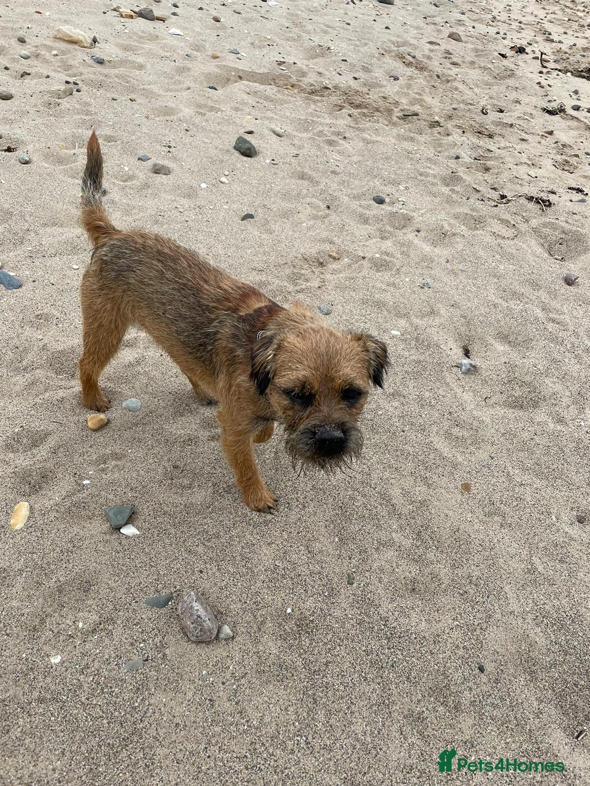 Mixed Breed dogs Maltipoo X Border Terrier mixed breed (Borderpoo) - Advert 2