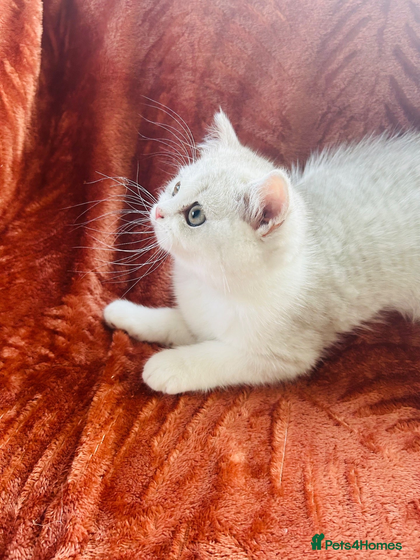 British Shorthair cats Last Beautiful BSH Male  - Advert 2