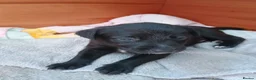Mixed Breed dogs for sale: Beautiful patterdale X collie puppies  in Fordingbridge - Advert 9