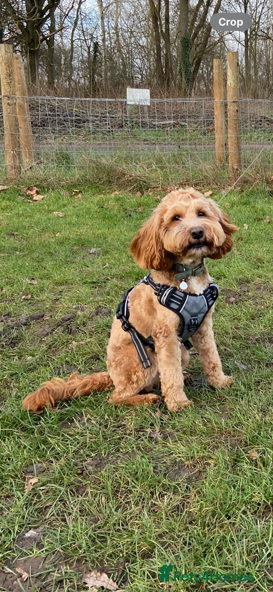 Cockapoo dogs for stud: Beautiful proven cockapoo for stud - Advert 6