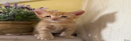 British Shorthair cats for sale: Beautiful kittens - Advert 5