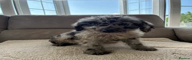 Labradoodle 2