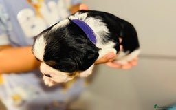 Cavalier King Charles Spaniel dogs for sale: 🐶 Beautiful Cavalier King Charles Puppies - Image 15