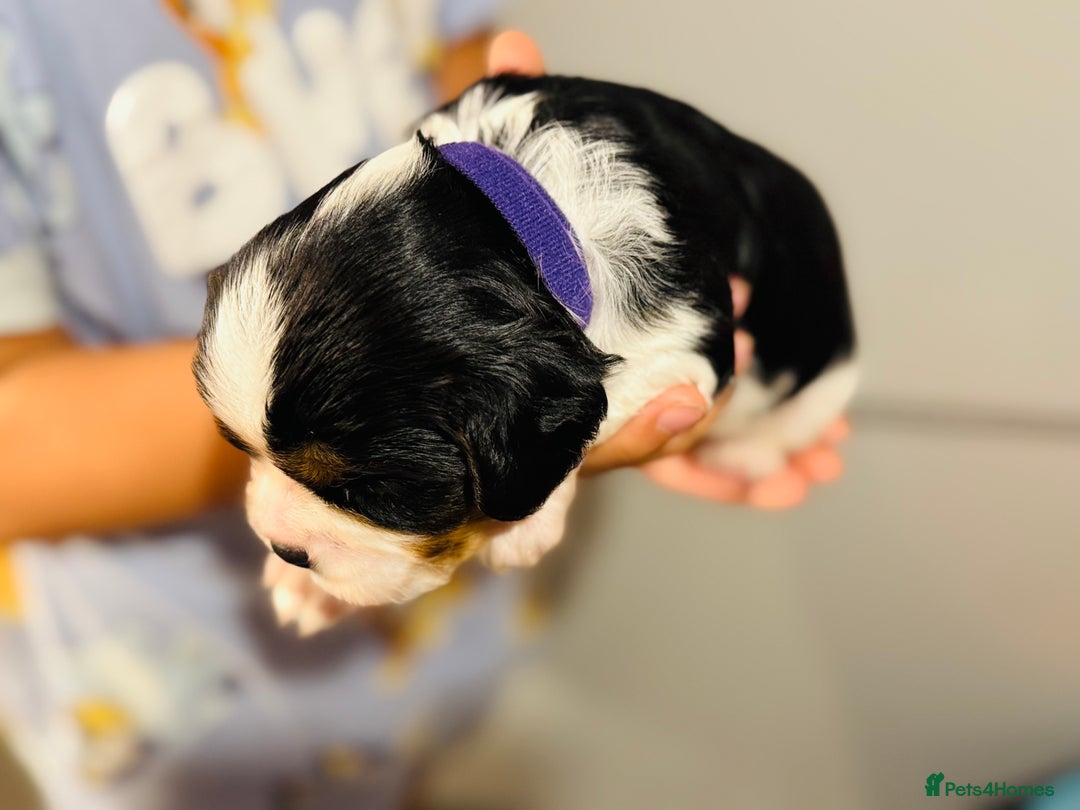 Cavalier King Charles Spaniel dogs for sale: 🐶 Beautiful Cavalier King Charles Puppies - Image 15