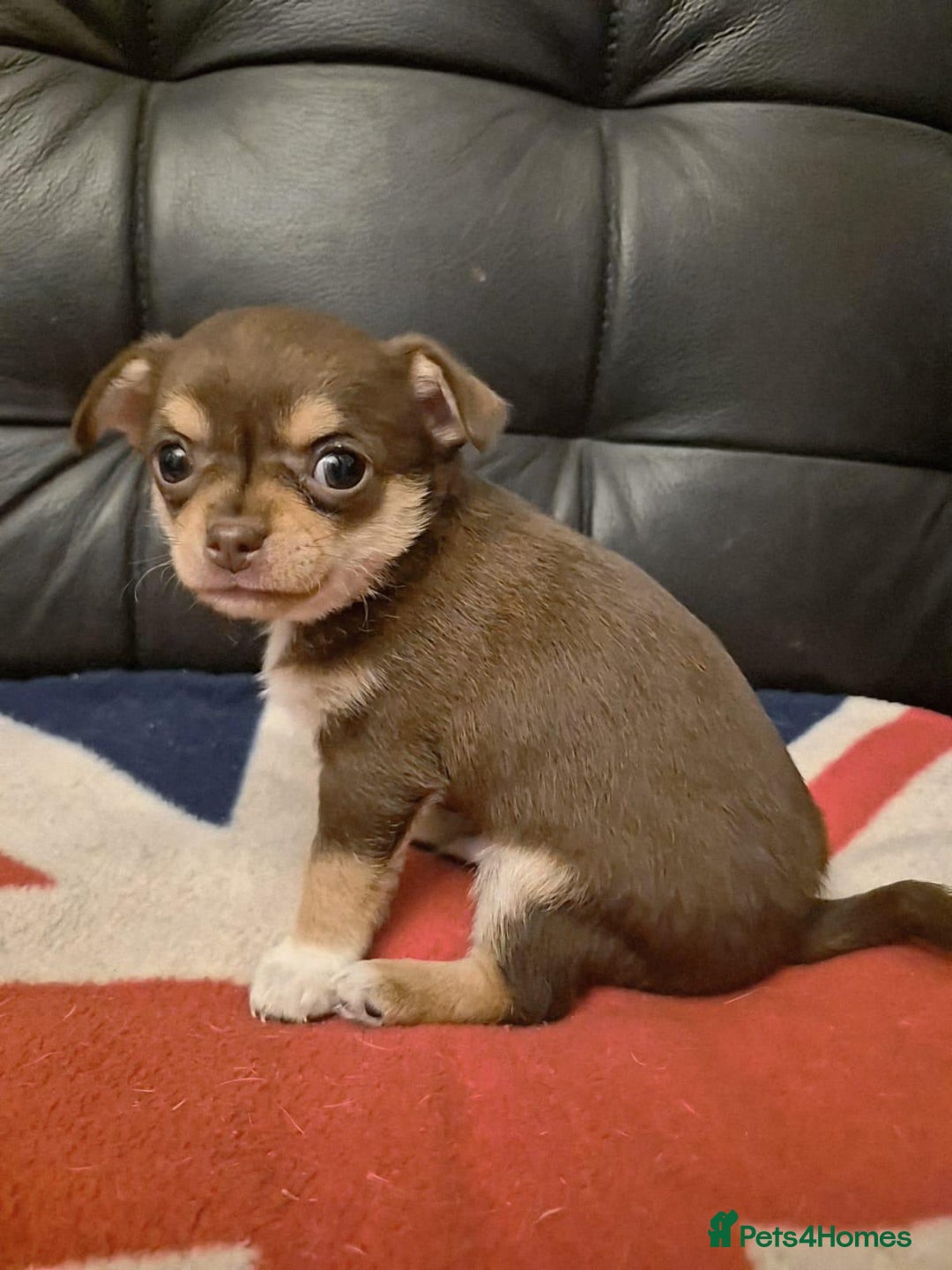 Chihuahua dogs for sale: Two amazing boys - Advert 6