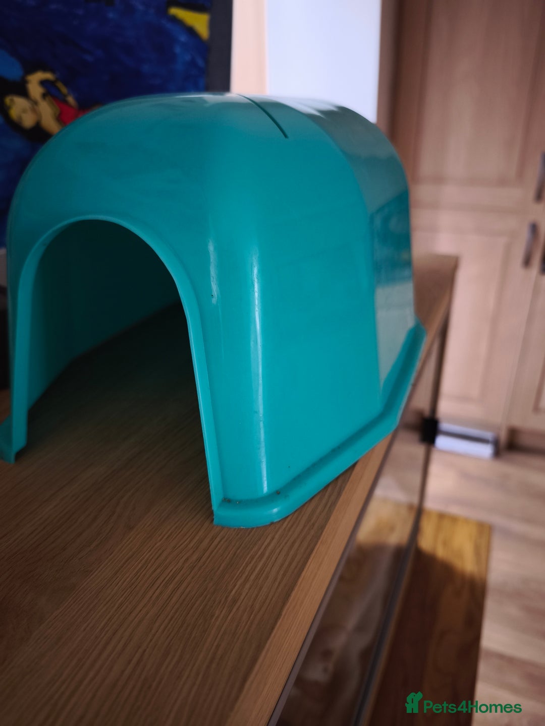 Pygmy Hedgehog rodents for sale: African pygmy hedgehog and set up - Image 10