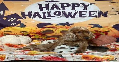 Cocker Spaniel dogs - Advert 15